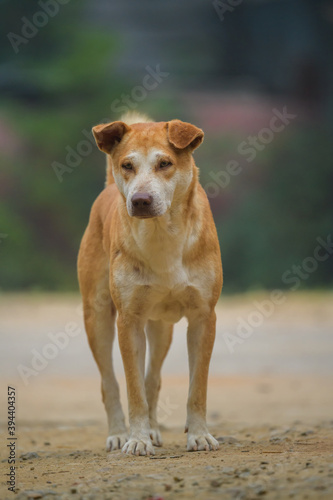 Portrait of thai dog at street