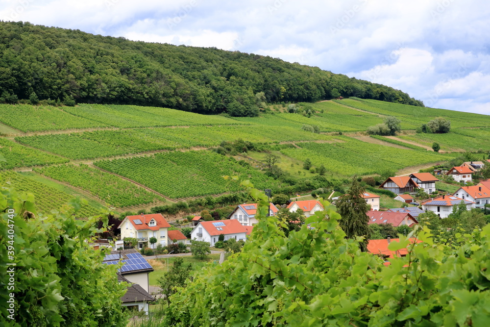 Vineyards along the german wine street in summer