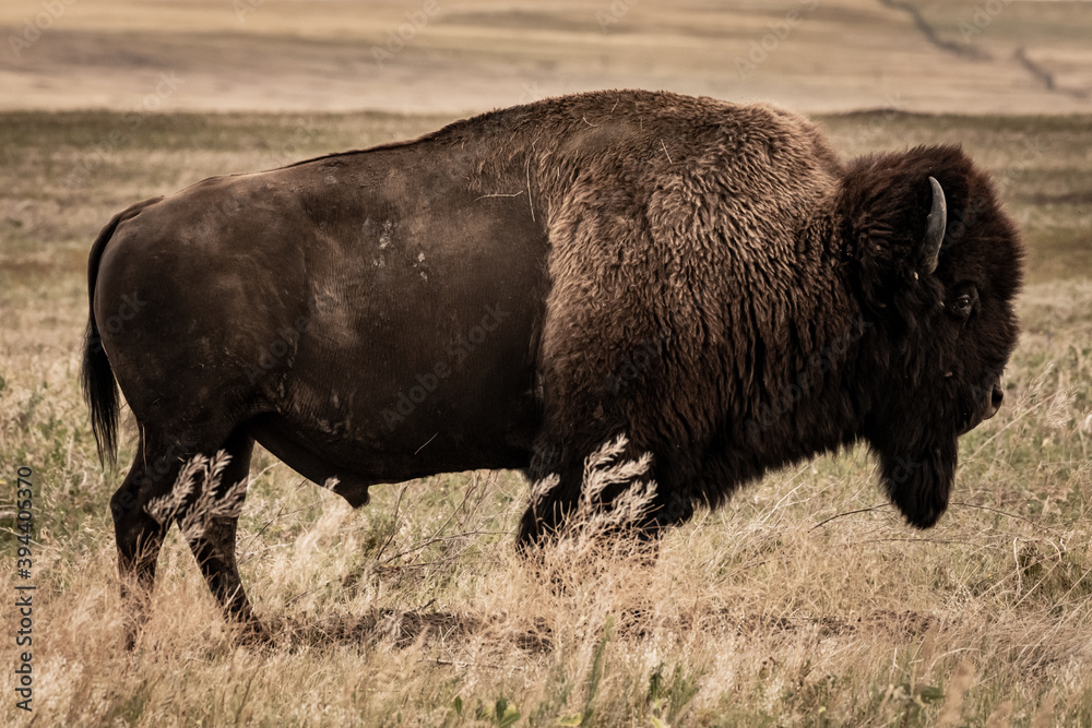 Muted Profile of Large Male Bison