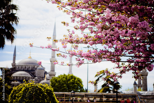 Blooming Istanbul. Blooming sakura in sultan ahmet square. Spring Istanbul