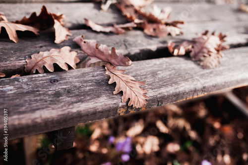 autumn leaves on a bench