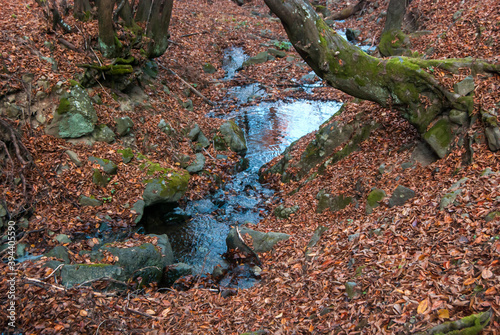 Mountain spring in autumn forest woods closeup