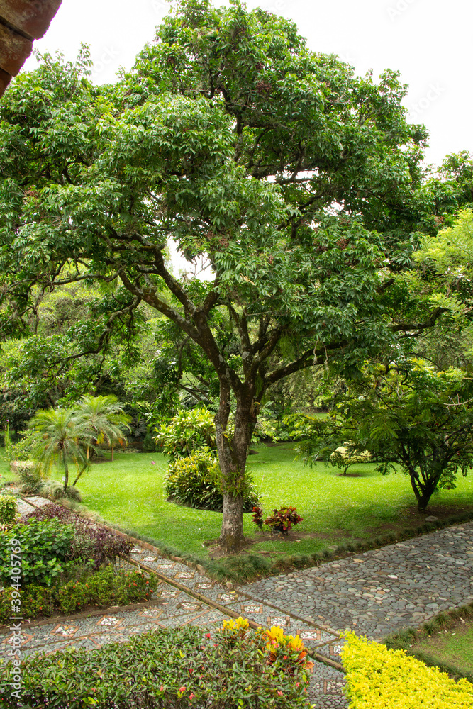 Chumbimbo árbol de jabón, chambimbe