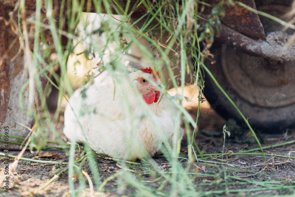 White hen sitting in the hay. White hen sitting in the hay.