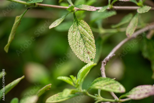 Wallpaper Mural hojas de la mata de pronto alivio Torontodigital.ca