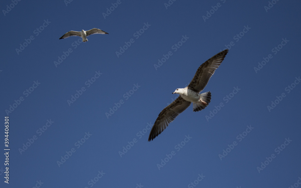Close-up of two gulls flying in the sky