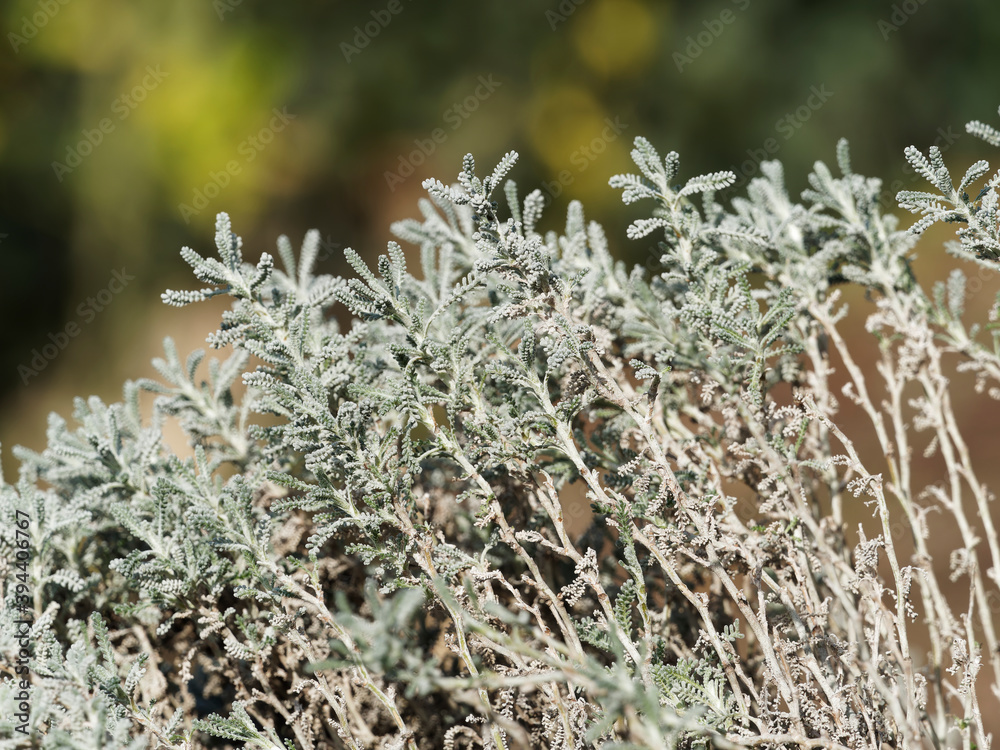 Santoline petits-cyprès ou petite citronelle (Santolina chamaecyparissus), arbrisseau au feuillage étroit,  gris argenté et aromatique sur tiges blanches feutrées 