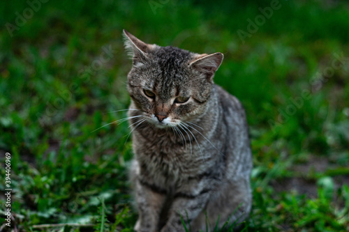 cat in the grass © Mari Isaeva