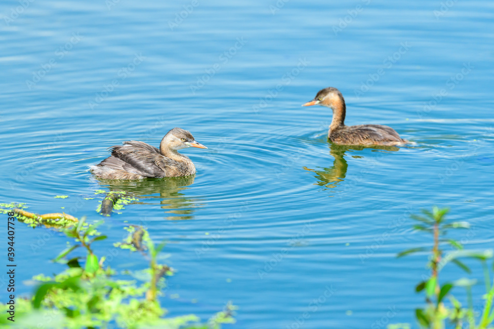 Little Grebe (Tachybaptus ruficollis) on the lake Little Grebe (Tachybaptus ruficollis) on the lake