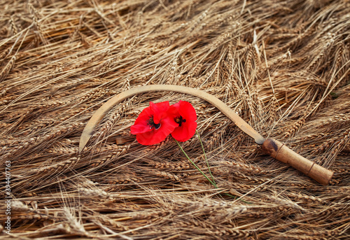 natural background with tool sickle with poppies lie on ripe Golden ears of b...