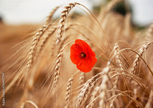 agricultural nature with flowers red poppy on a background of ripe Golden ear...