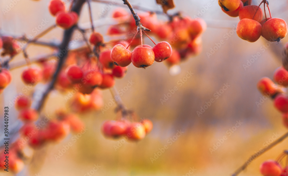 Wild Paradise apples are ripe and hang on a bare branch of an Apple tree in autumn. Selective focus. Wild Paradise apples are ripe and hang on a bare branch of an Apple tree in autumn. Selective focus.