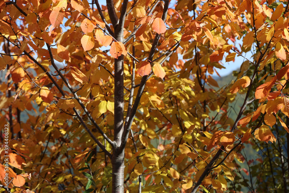 autumn leaves background