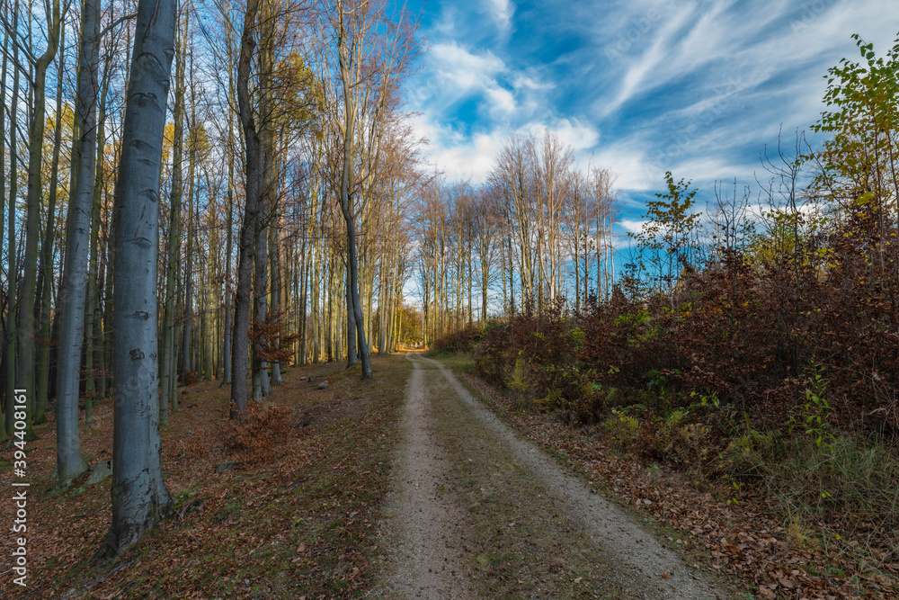 Forest path and trees in Jizerske mountains in autumn sunny color day Forest path and trees in Jizerske mountains in autumn sunny color day