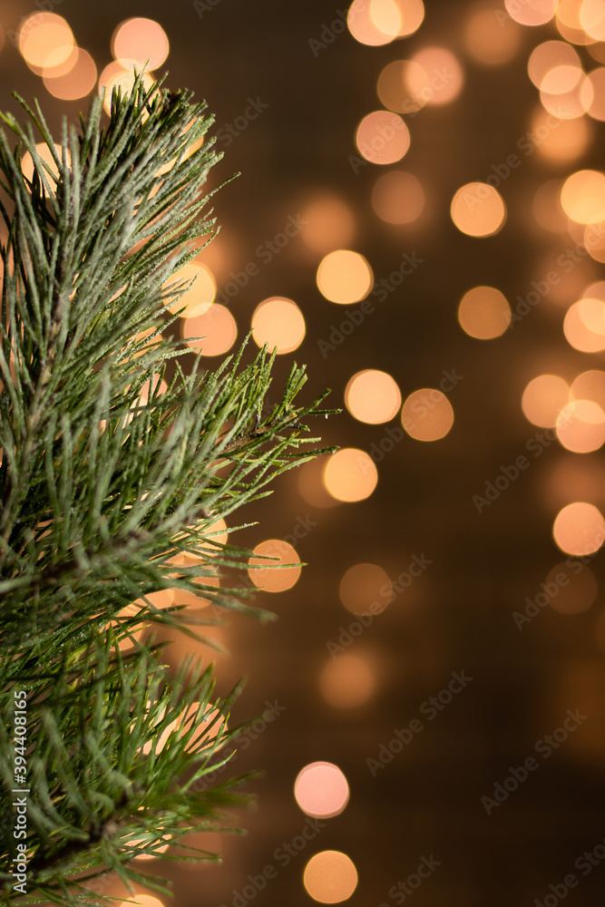 Pine branch on a blurred background