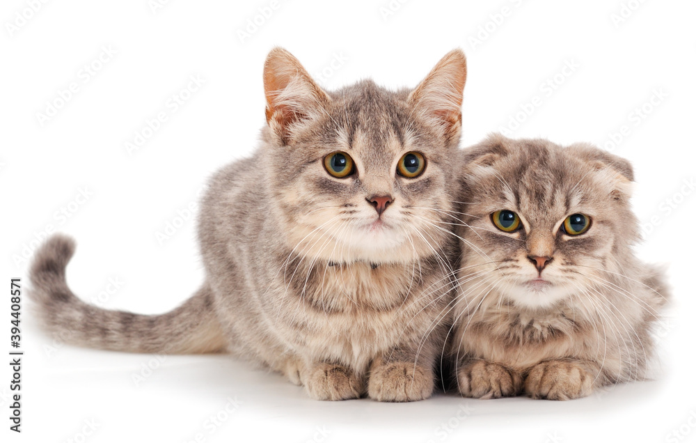 Fototapeta premium Two small gray kitten.