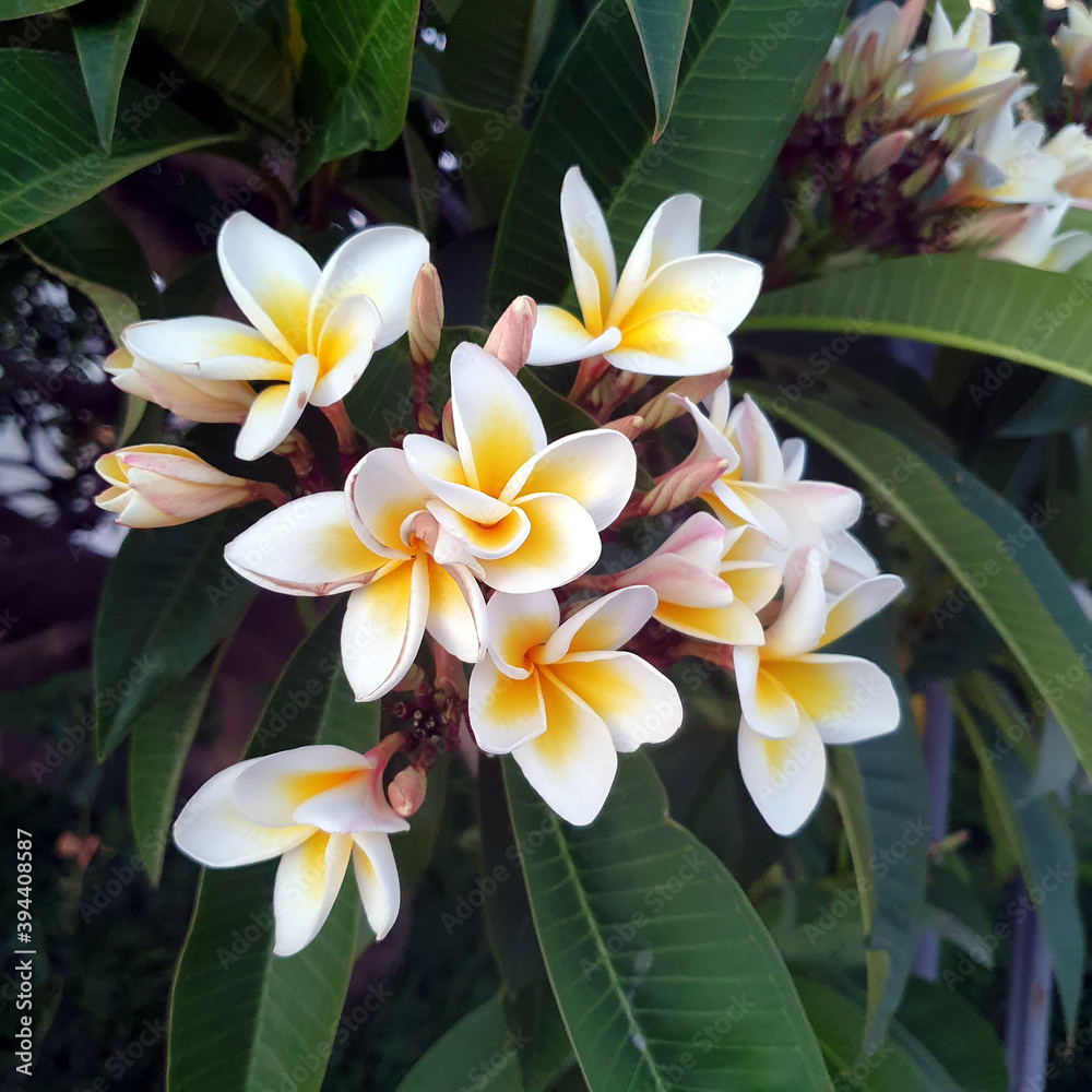 Obraz premium Plumeria. Yellow white flower blossoms from above, frangipani.