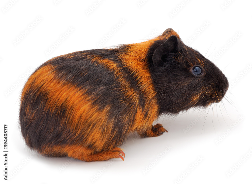Guinea pig isolated. Guinea pig isolated.