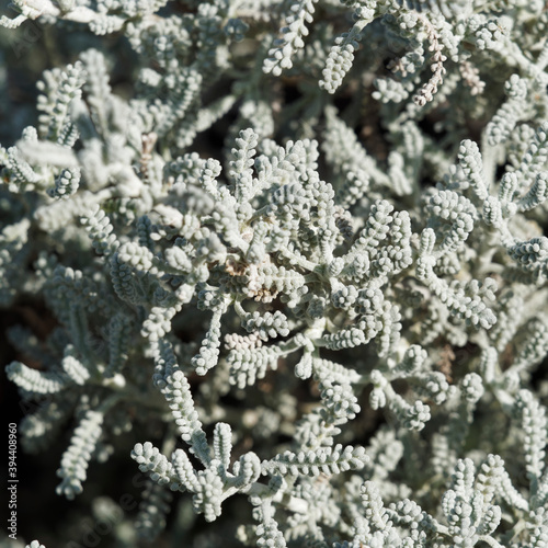Santoline petits-cyprès ou petite citronelle (Santolina chamaecyparissus), arbrisseau au feuillage étroit,  gris argenté et aromatique sur tiges blanches feutrées 