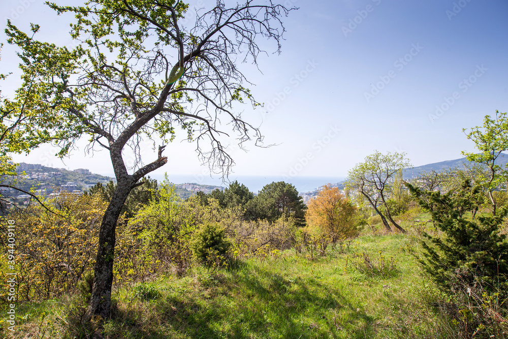 Crimea
Crimean mountains
Mountains
Forest 
Crimean forest
Nature