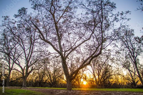 Sun beaming through pecan trees on a pecan farm orchard