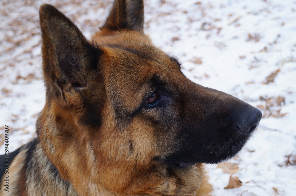 Close-up muzzle of a dog of breed German shepherd in profile. Winter snow background. Natural light