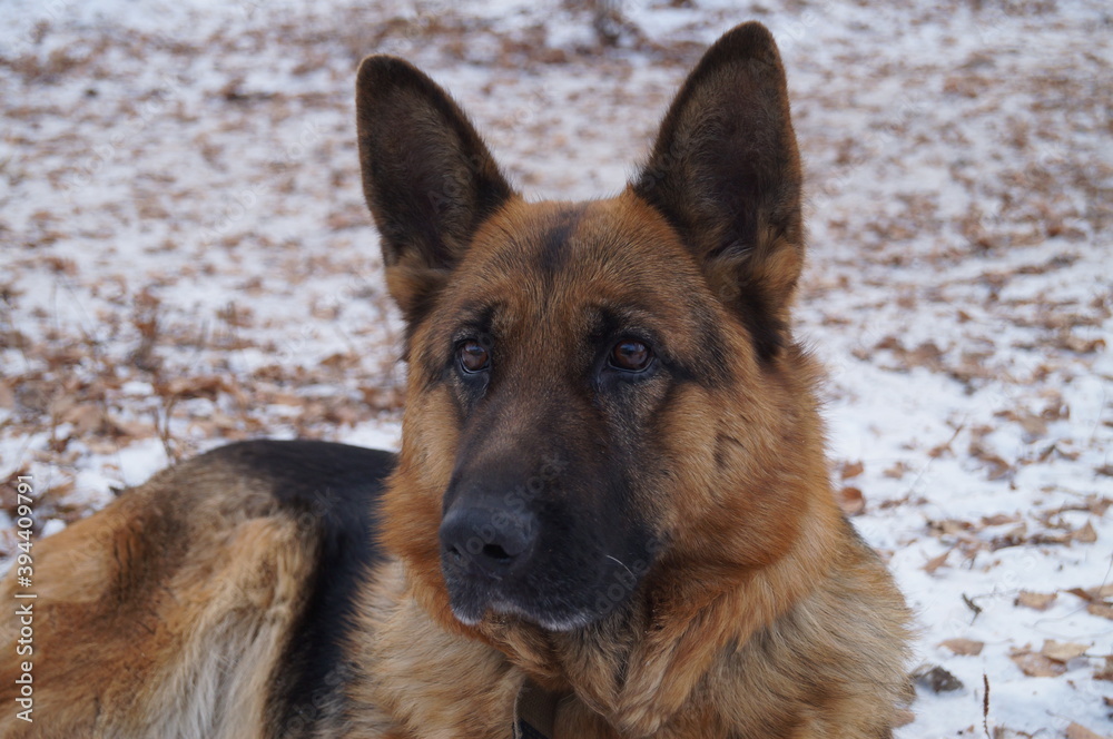 Close-up of the muzzle of a dog German shepherd breed. The dog is lying. Winter background.