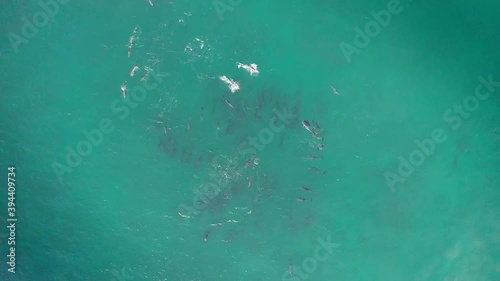 Aerial drone shot of a huge pod of dolphins playing in the ocean in Australia