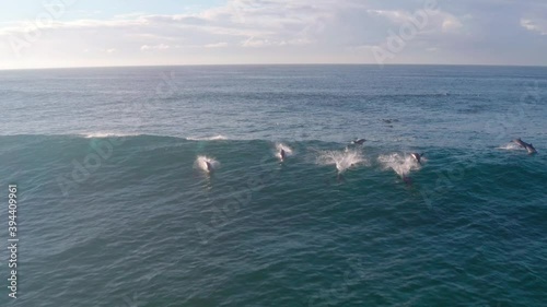 Dolphins surf a wave as a drone captures the action at Freshwater Beach in Sydney Australia