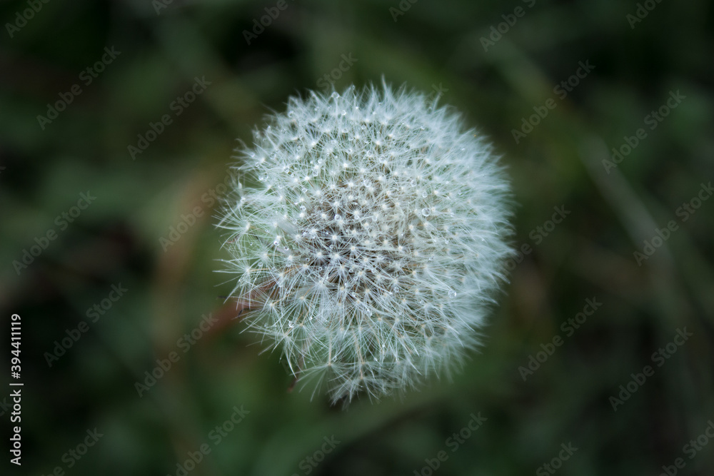 Dandelion seeds blowing away across a fresh green background Dandelion seeds blowing away across a fresh green background