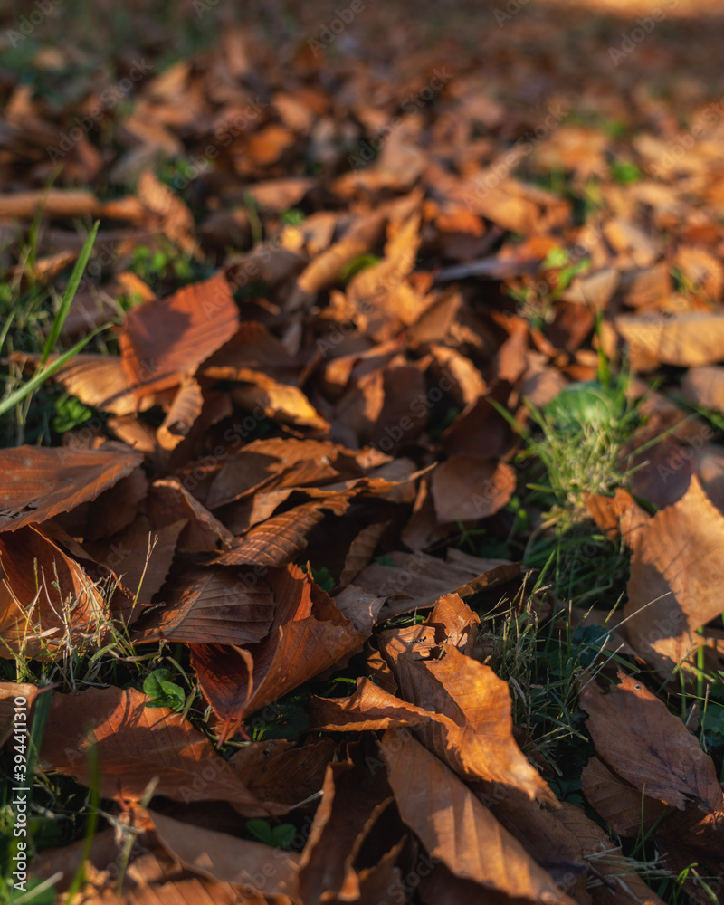 fallen autumn leaves