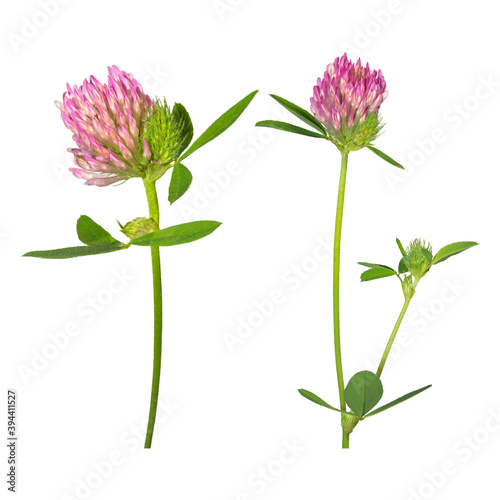 Clover flower isolated on white background