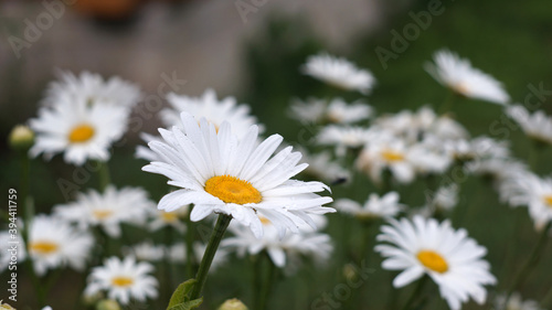 white daisy flower with dew drops on petals close-up on blurred background          