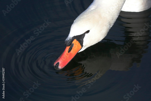 A Mute Swan (cygnus olor) in the Ziegeleipark, Heilbronn, Germany photo