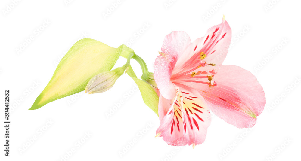 Lily flower isolated on white background