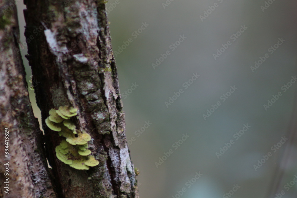 lizard on a tree lizard on a tree