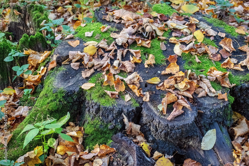 Forest stump in autumn leaves overgrown with moss and mushrooms Forest stump in autumn leaves overgrown with moss and mushrooms