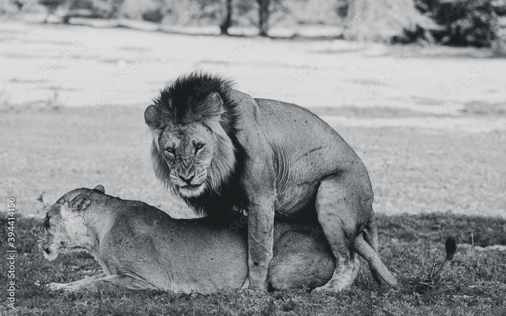 Fotografie Kalahari Desert Lions Mating
