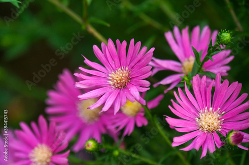 Close up of purple aster flowers in full bloom  with blurred green background.