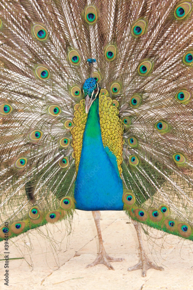 Naklejka premium peacock with feathers