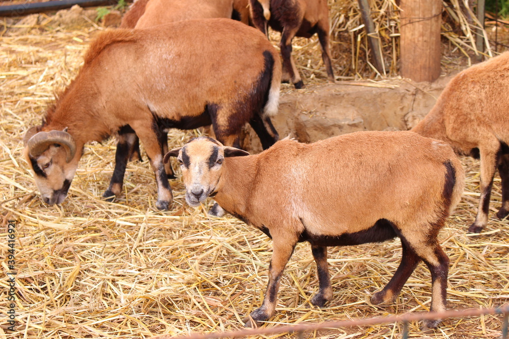 herd of goats