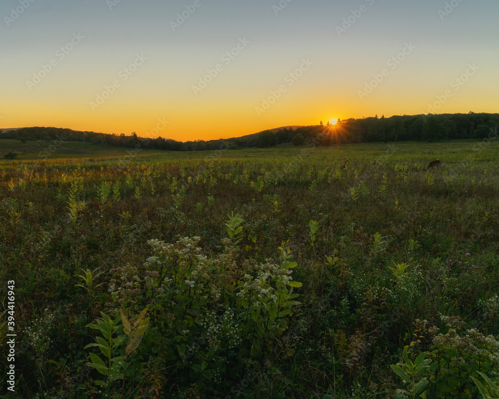Fototapeta premium sunset over the field