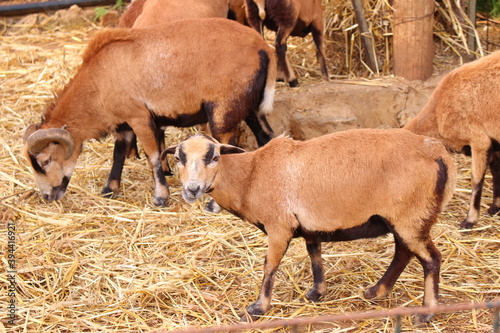 herd of goats