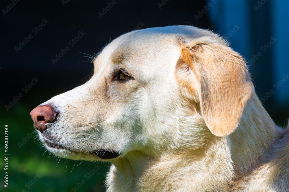 Portrait eines weissen Hundes