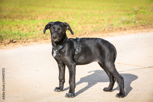 Junger schwarzer Labrador Hund stehend
