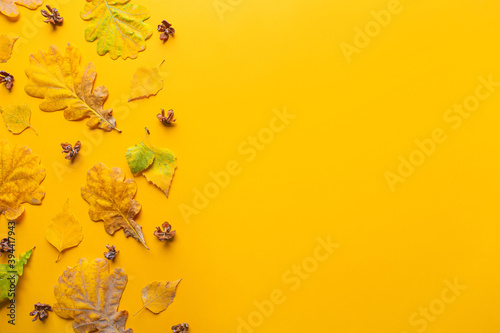Bright autumn leaves on color background
