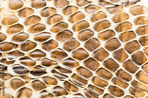 Snake skin texture