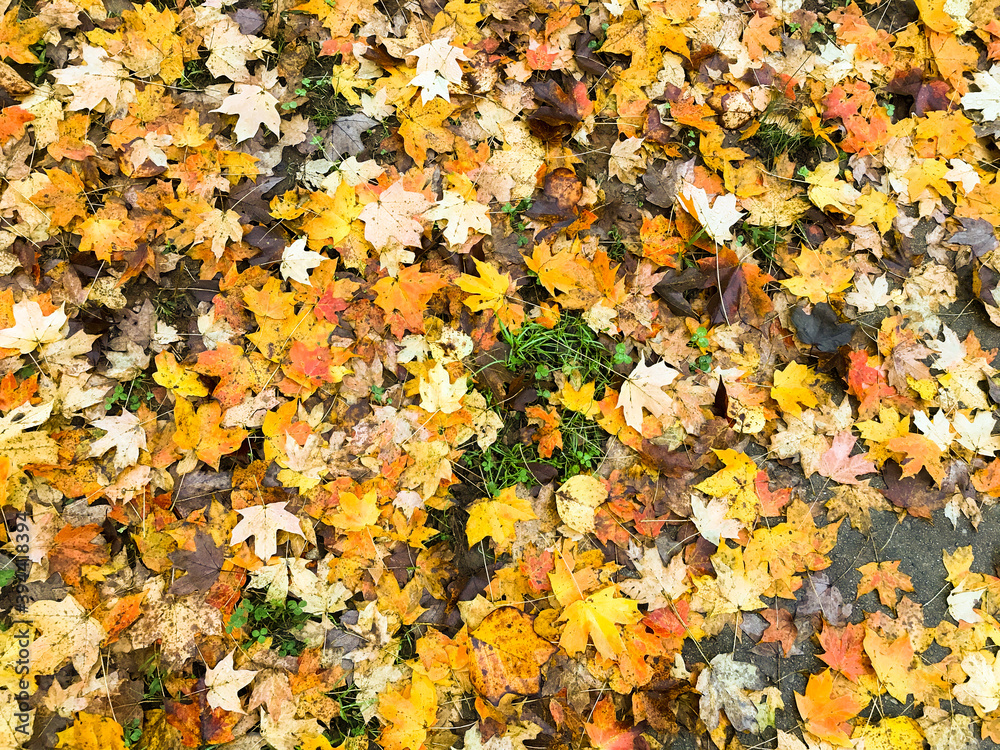 A bright pile of yellow, gold, and orange leaves on the ground during fall; seasonal image; background A bright pile of yellow, gold, and orange leaves on the ground during fall; seasonal image; background