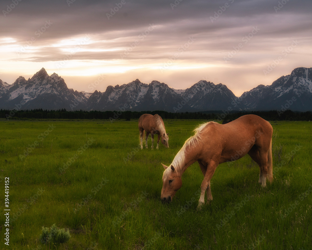 beautiful peaceful horses in the meadow at sunset