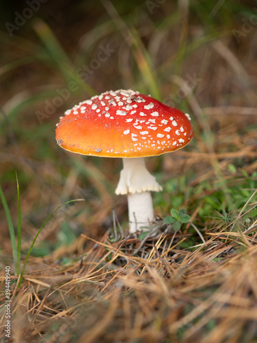 Amanita mushroom in nature..